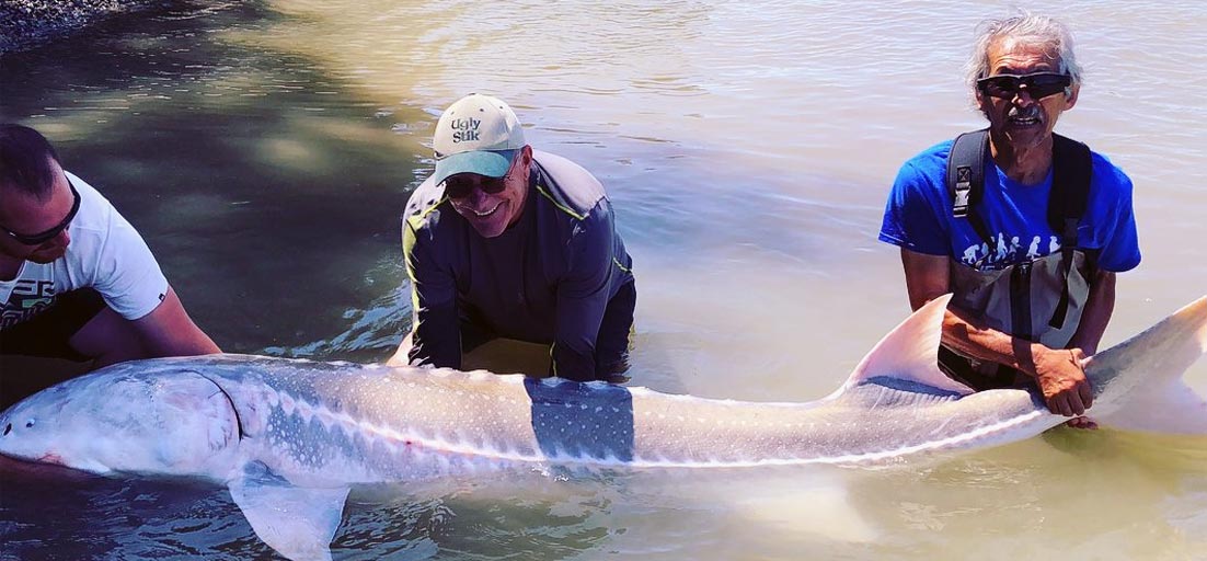 Fraser River Sturgeon Fishing - Streamline Guiding - Fishing in Vancouver