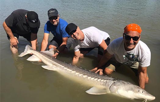 Sturgeon Fishing