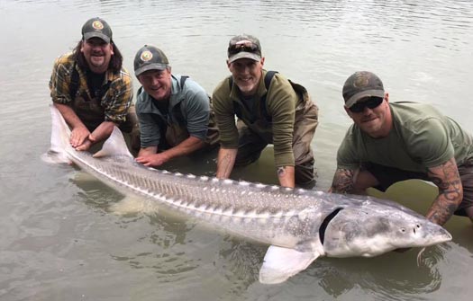 Fraser River Sturgeon