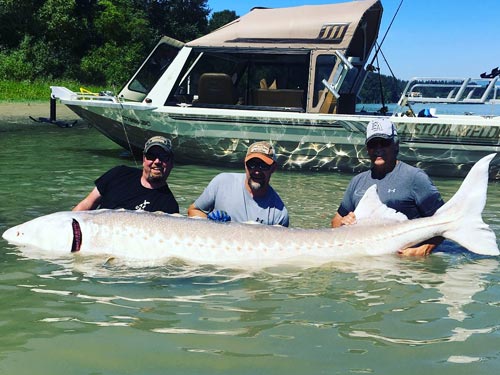 Fraser River Sturgeon Fishing - Streamline Guiding - Fishing in